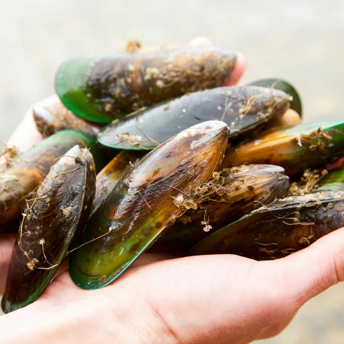 ARTHRO4 • Joint + cartilage complex • with Green-lipped mussel • 120 capsules - Mannavita