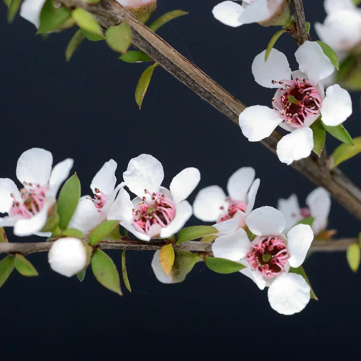 Melora Manuka Honey 300+ MGO™ UMF 10 • 250 g - Mannavita