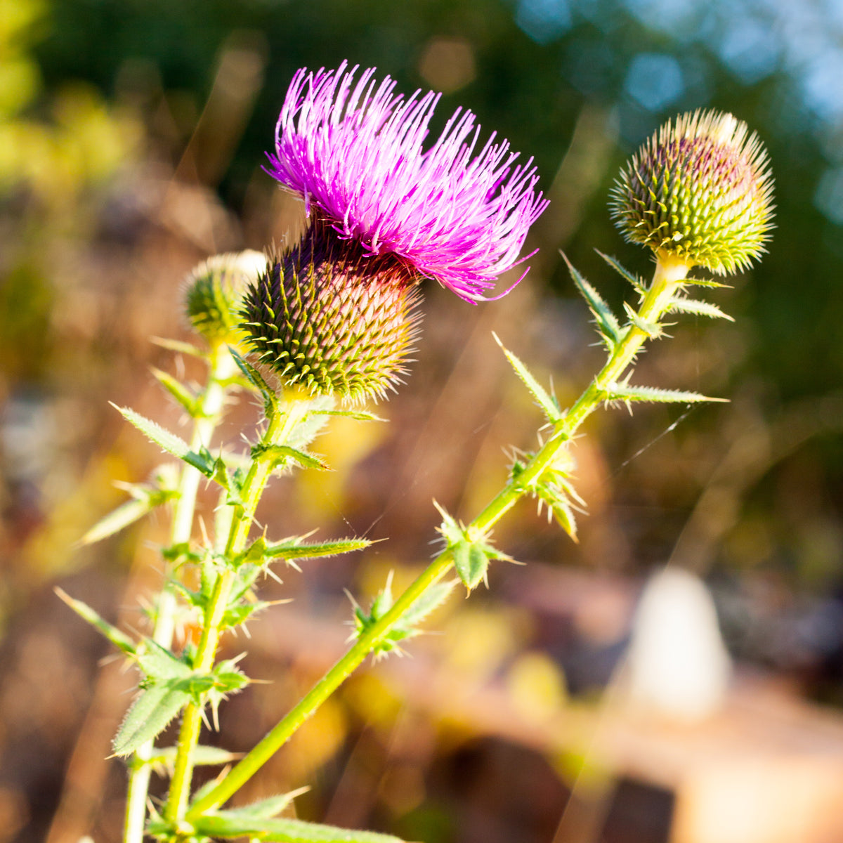 Mannavita Huile de graines de chardon-Marie hongrois pressée à froid • 250 ml