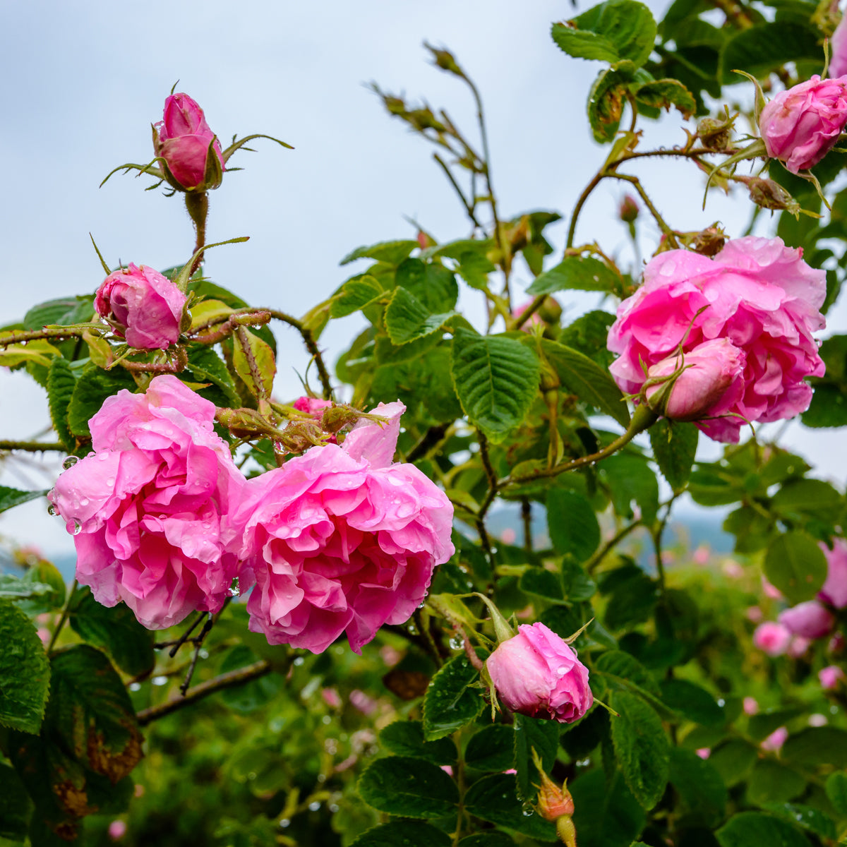 Bilbo miel de rose cru • 230 g