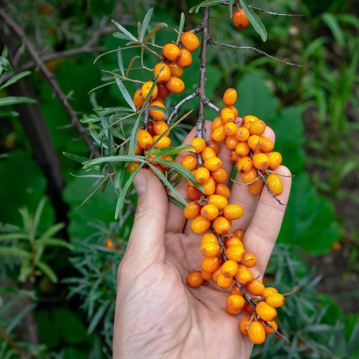 Huile de graines d’argousier pressée à froid hongroise Mannavita • 40 ml
