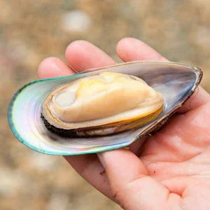 Moule à Lèvres Vertes