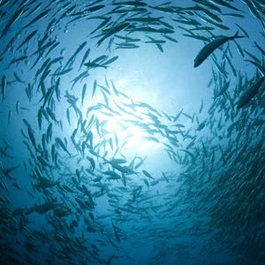 Huile de Krill, Huile de Poisson
