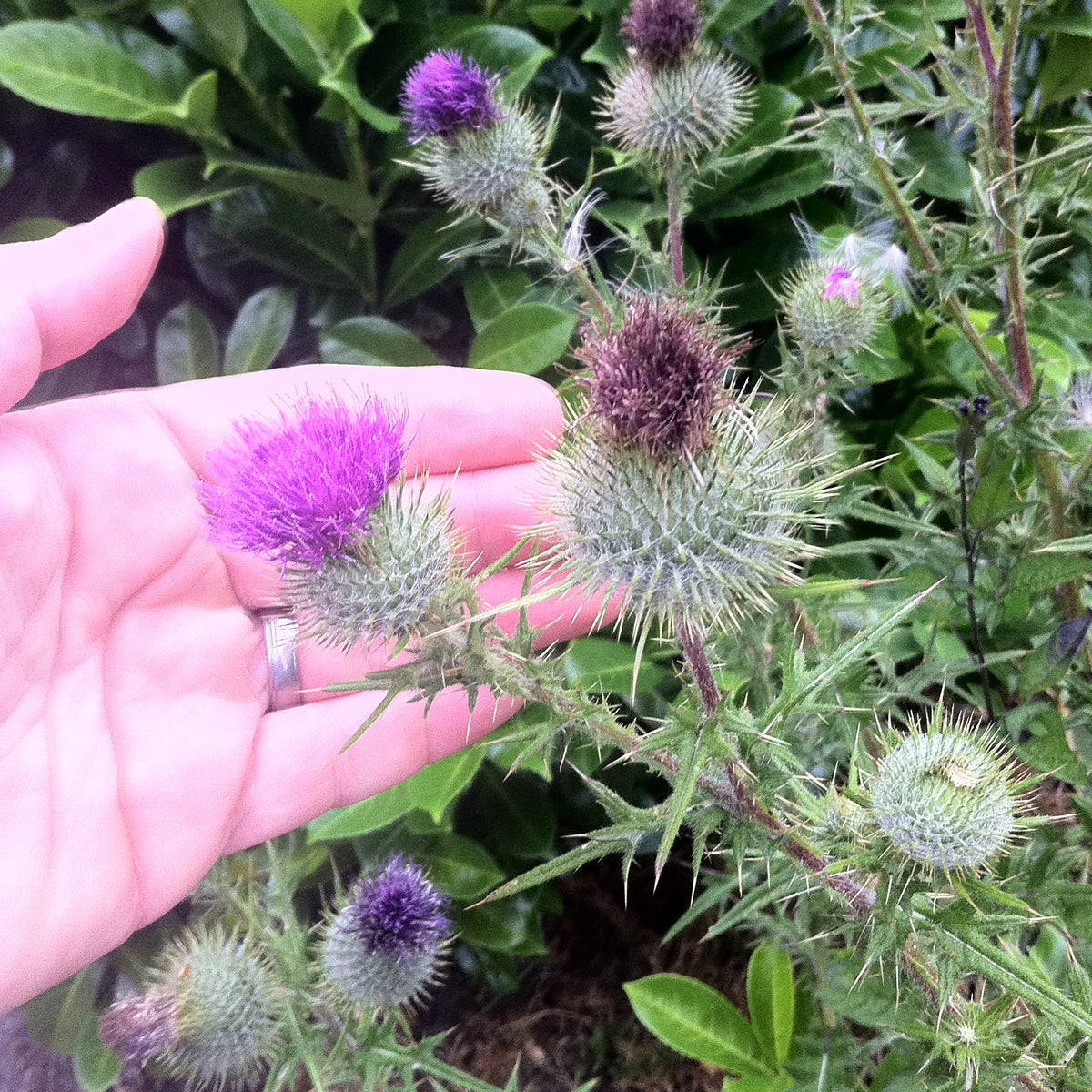 Mannavita Huile de graines de chardon-Marie hongrois pressée à froid • 250 ml