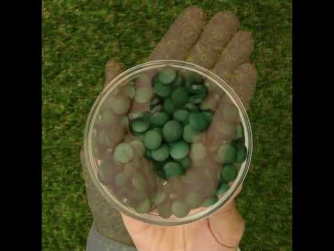 Mannavita Spiruline comprimés 500 mg • 180 pcs.