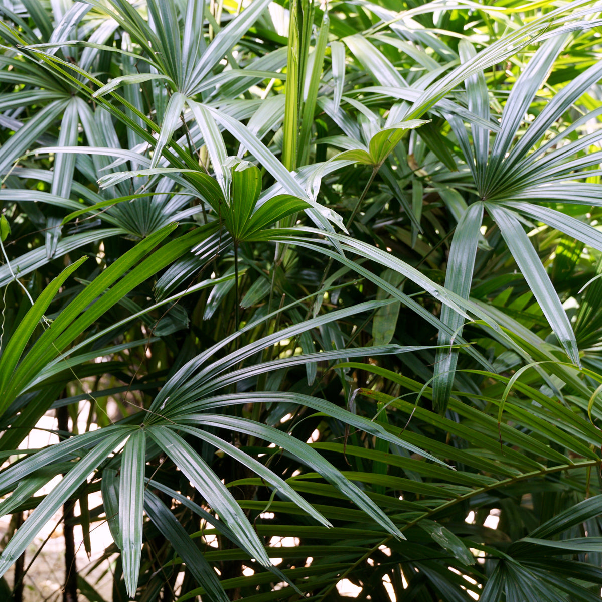 PROSTAX complexe prostate • 60 gélules