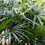 PROSTAX complexe prostate • 60 gélules