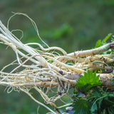 PROSTAX complexe prostate • 60 gélules