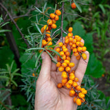 Huile de graines d’argousier pressée à froid hongroise Mannavita • 40 ml