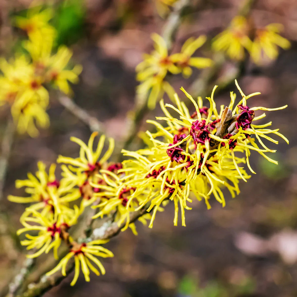 VARICOREX Varicose Vein relief Healing spray • 100ml - Mannavita